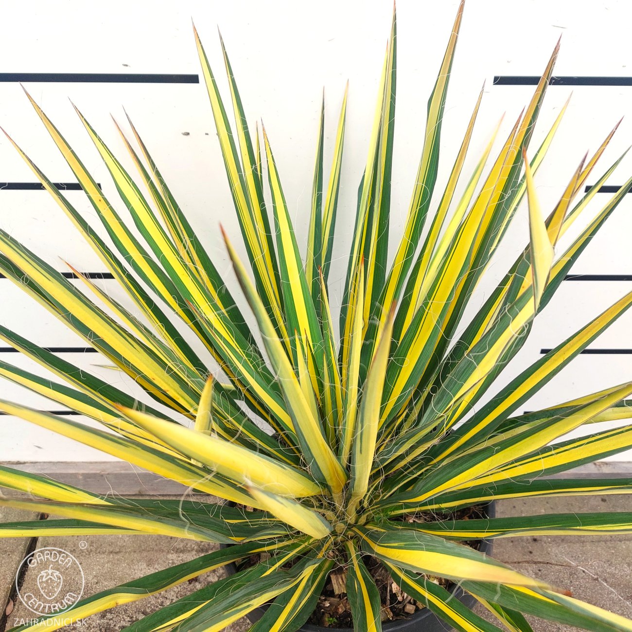 Obrázok Juka vláknitá (Yucca filamentosa) ´COLOR GUARD´ - výška 40-50 cm, Ø 30-50 cm, kont. C7L (-25°C)